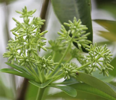 alstonia scholaris flower buds | Cerlin Ng | Flickr