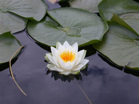 White Lotus Flower - Flower HD Wallpapers, Images, PIctures, Tattoos ...