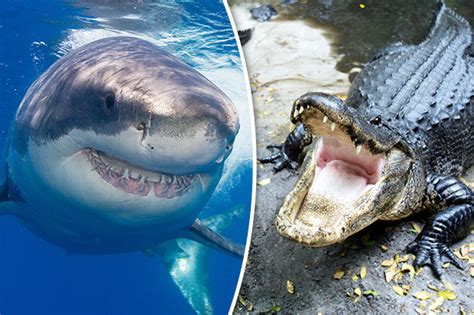 Alligators EAT sharks: Dr James Nifong stunned by shock discovery in ...