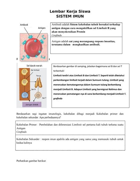 LKPD Sistem IMUN - bio - Lembar Kerja Siswa SISTEM IMUN Antibodi adalah Sistem kekebalan tubuh ...