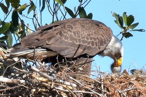 Monitoring A Bald Eagle Nest: The Benefits Of Citizen Scientist ...