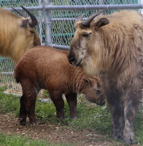 Edmonton Valley Zoo Trips – Crooked Paths