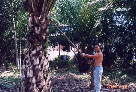 Gambar Pokok Kelapa Sawit - BP3K KECAMATAN MENDAHARA ULU: MANAJEMEN PEMUPUKAN TANAMAN ...