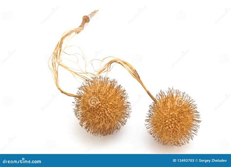 Dry seeds of sycamore stock image. Image of botany, tree - 13493703