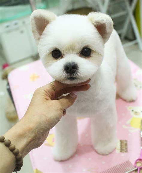 Facts About Teddy Bear Dogs | Teddy bear dog, Dog haircuts, Dog grooming