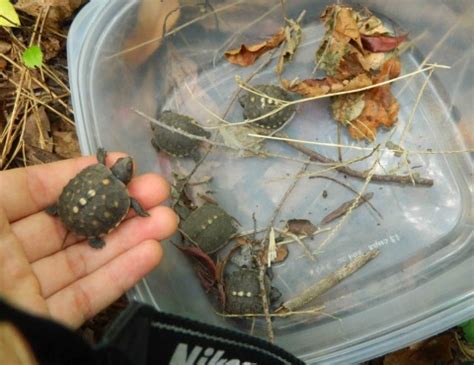 Baby Eastern Box Turtles Hatched in the Sanctuary - Stone Harbor Bird Sanctuary