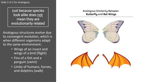 Homologous and Analogous - ppt download