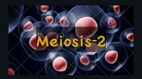 Meiosis Animation