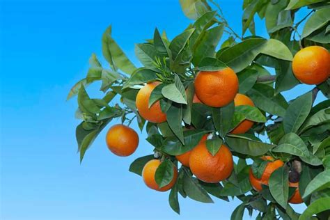 The 7 Best Fruit Trees for Zone 9 - A-Z Animals