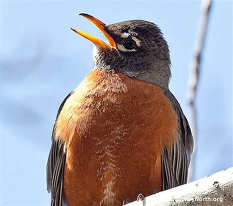 American Robin Migration News