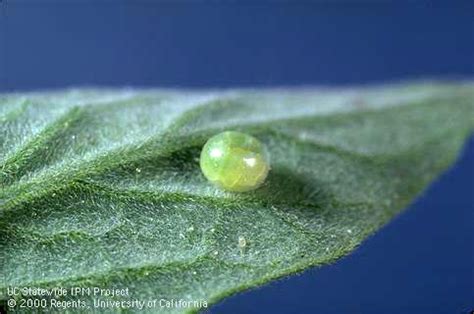 What Is Happening When You See Green Eggs On Leaves?