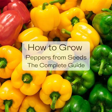 How to Grow Peppers from Seeds - The Complete Guide