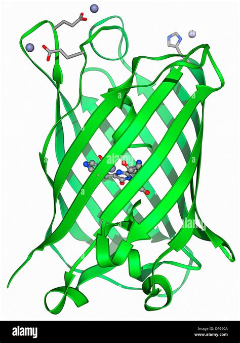 Green fluorescent protein molecule Stock Photo - Alamy