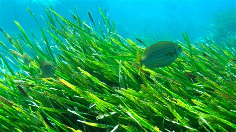 posidonia-oceanica | Balkysub - Centro de Buceo PADI 5 estrellas IDC