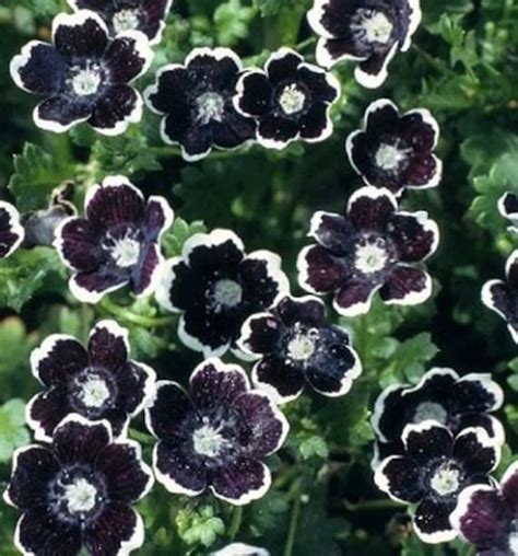 50 Penny Black Nemophila Seeds Gothic Garden Nemophila - Etsy