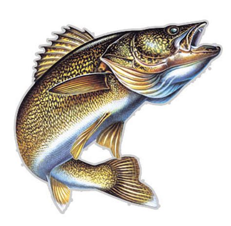 Walleye clipart 20 free Cliparts | Download images on Clipground 2021