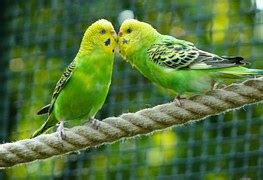 Nymph Parakeets Dwarf Parrot - Free photo on Pixabay