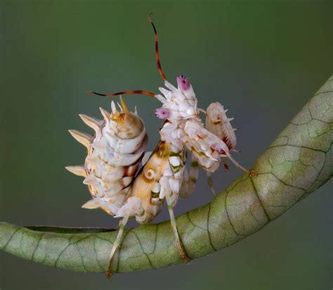 9 of the most absurd-looking mantis species | MNN - Mother Nature Network