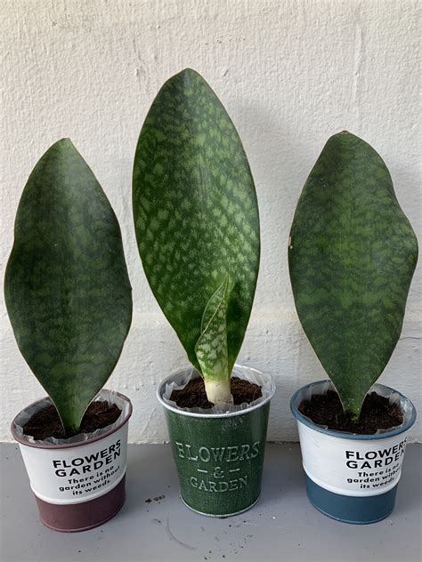 Sansevieria masoniana Whale Fin Snake Plant | Sansevieria plant, Plants ...