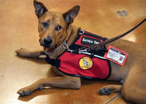 Service Dog for the Deaf | How They Help & How To Qualify