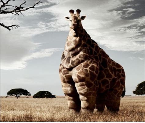 a giraffe standing on top of a dry grass field