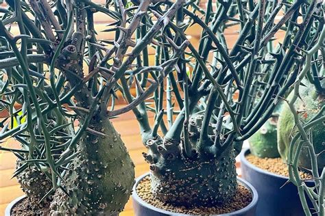 The Bizarre Adenia globosa: Nature's Strangest Plant? | Succulent Alley