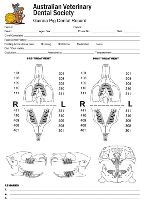 Guinea Pig Animal Teeth Chart printable pdf download