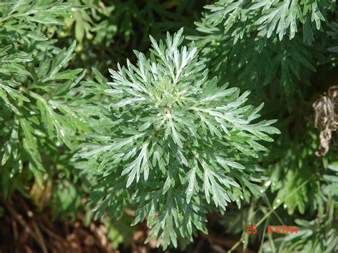 Absinth Wormwood | West Greeley Conservation District