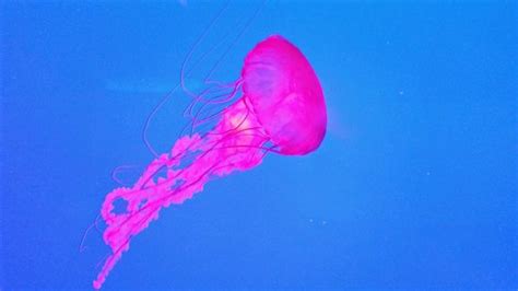 Jellyfish - Picture of Ripley's Aquarium Of Canada, Toronto - TripAdvisor