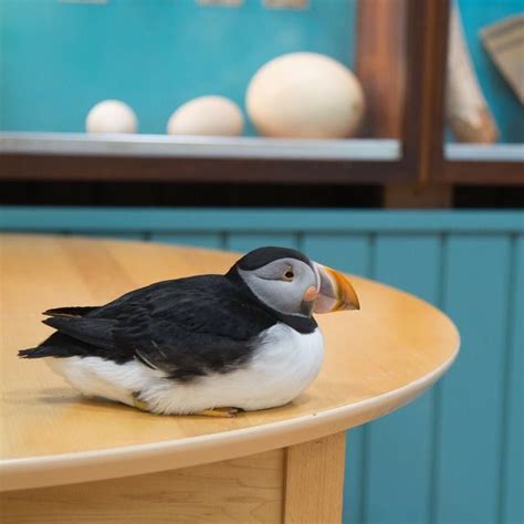 A photo of an adorable puffin in Iceland, travel photo by Julie Smith, Nikon Puffin, Travel ...