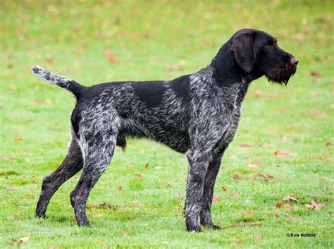 Deutsch Drahthaar | Hunting dogs, German wirehaired pointer, Dogs