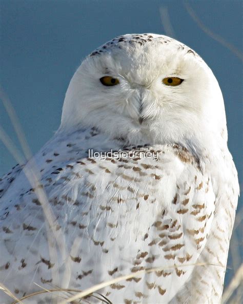 "Snowy Owl Eyes" by lloydsjourney | Redbubble