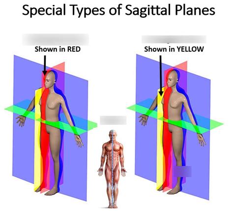 Midsagittal Plane