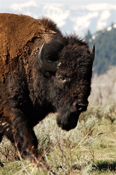 Coalition Launches Campaign to Make North American Bison the National ...