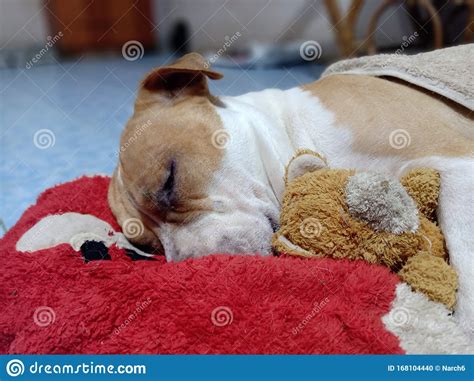 Sleeping Dog Hugging Teddy Bear Stock Photo - Image of alone, closeup ...