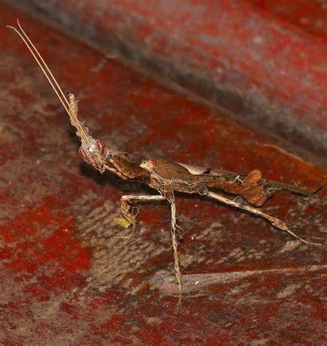 Ghost Mantis l Astounding Camouflage - Our Breathing Planet