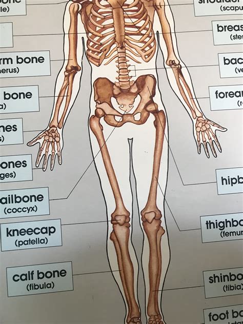 Printable Human Skeleton Labeled