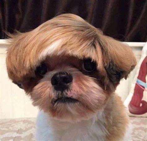 15 Haircuts That Almost Turned Pets Into Humans / Bright Side