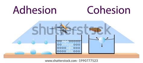 Adhesion Cohesion Physics Lesson Stock Vector (Royalty Free) 1990777523 ...