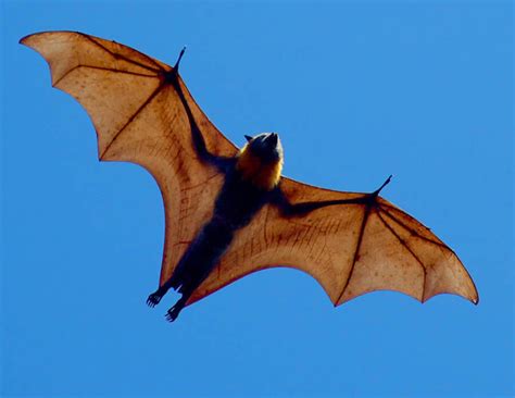 The Giant Golden-Crowned Flying Fox, The Largest Bat In The World