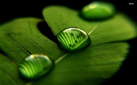 Leaves With Water Drops HD Wallpapers - Wallpaper Cave