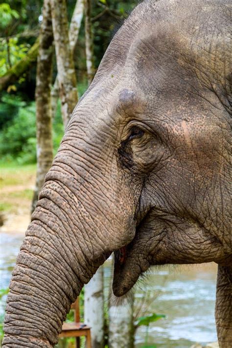 Elephant crying stock photo. Image of trunk, huge, giant - 38475542