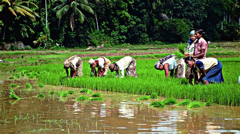 Farming Experienc, Soul Sri Lanka, Tour Company in Colombo, Holiday and Travel Packages to Sri Lanka