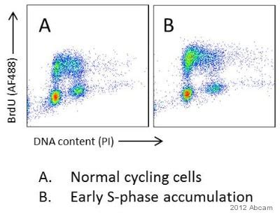 BrdU抗体[BU1/75 (ICR1)] - Proliferation Marker| Abcam中文官网