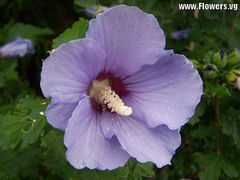 Photography Blog: Rose of Sharon Flower