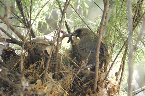 Abert's Towhee Nest With Young