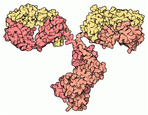 PDB-101: Learn: Paper Models: Antibody