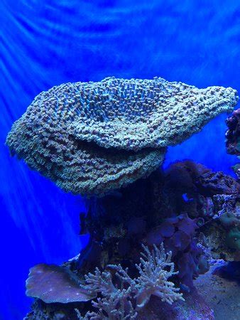 Waikiki Aquarium (Honolulu) - 2018 All You Need to Know Before You Go ...