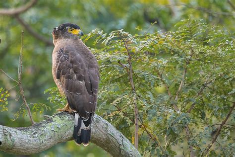 Crested Serpent Eagle – Birds of Singapore