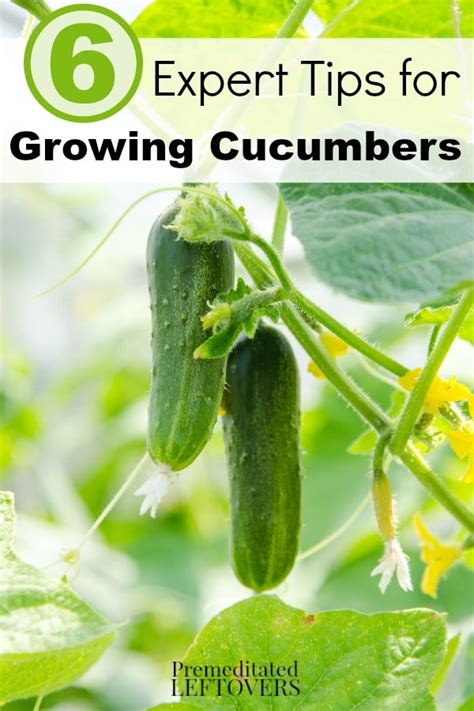 6 Expert Tips for Growing Cucumbers